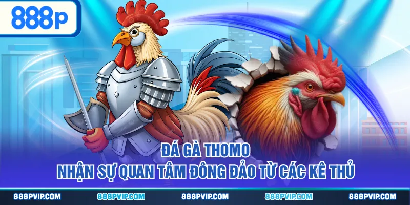 Đá gà Thomo nhận sự quan tâm đông đảo từ các kê thủ