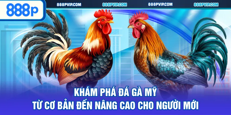 Đá gà Mỹ